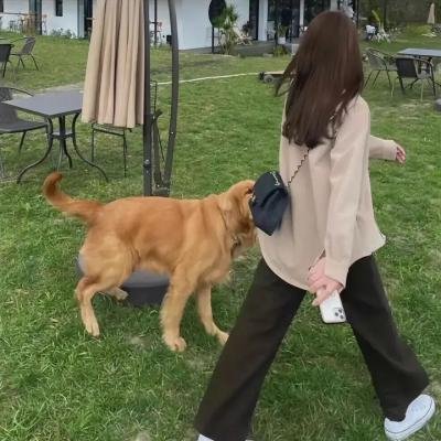 聪明的鸭子